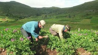 ONU: Economía verde podría crear millones de empleos, pero no para los agricultores