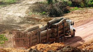 Minagri fortalece acciones para reforestar 3.2 millones de hectáreas en Perú al 2020