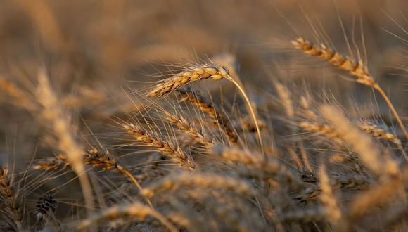 El índice de precios de cereales de la FAO tuvo un alza interanual en enero de 2.9%.