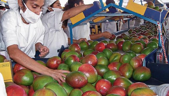 13 de febrero del 2012. Hace 10 años. Exportación de mango puede disminuir en 50%.