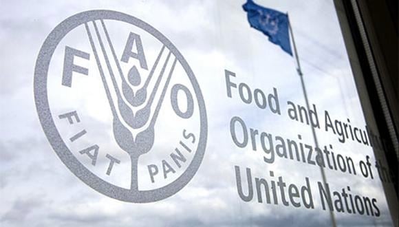 La FAO explicó que esto se debe a “la disponibilidad estacional de las nuevas cosechas en el hemisferio norte, a la mejora de la situación de los cultivos en algunos de los principales países productores y a las perspectivas de aumento de la producción en Rusia”.