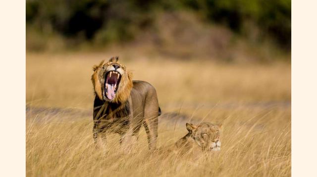 Parque nacional Akagera, Ruanda; El Parque Nacional de los Volcanes es famoso por sus gorilas en la niebla, pero el akagera está llamando la atención de todos por reintroducir rinocerontes negros.(foto:Vyskah R Nambiar).