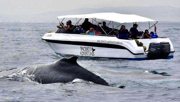 Por vacaciones escolares aumenta visita de turistas para avistamiento de ballenas. (Foto: Andina)