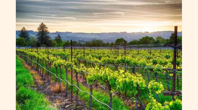 NAPA VALLEY, ESTADOS UNIDOS. Esta zona es considerada una de las mejores regiones de vino de California y de todos los Estados Unidos. El Valle de Napa ha logrado una muy buena fusión entre gastronomía, turismo y vino, por lo que si viajas a California y 