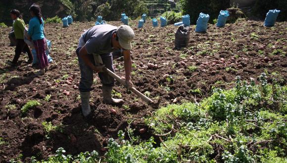 Familias de Puno recurren al consumo de productos de sus cosechas debido al cierre de mercados en el marco del paro nacional. (Foto: Referencial/GEC)