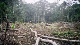 Minam presenta medida cautelar para detener deforestación en Ucayali