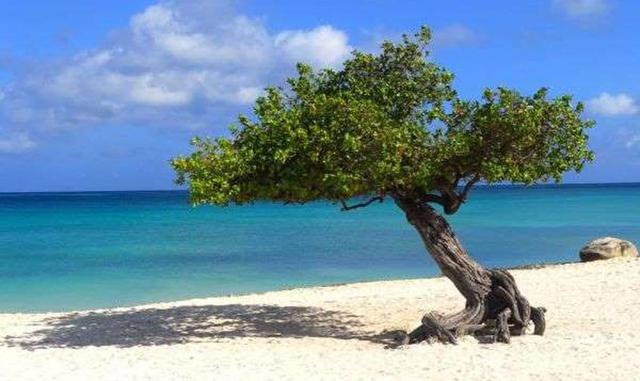 ARUBA. Aruba se encuentra en el sur del mar Caribe y se trata de un país constituyente del Reino de los Países Bajos. Este territorio está ubicado a unos 29 kilómetros al norte de la costa de Venezuela, y a diferencia de otras islas cercanas en la región 