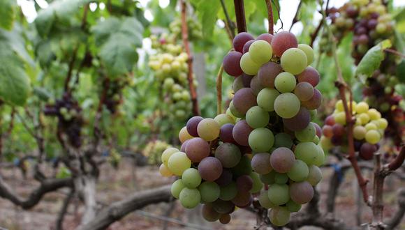 La uva de mesa es uno de los cultivos afectados por el FEN debido a un ambiente poco favorable para la floración. (Foto: EFE)