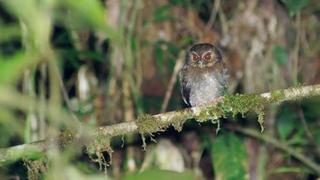 Las aves del Amazonas han empequeñecido para adaptarse al cambio climático