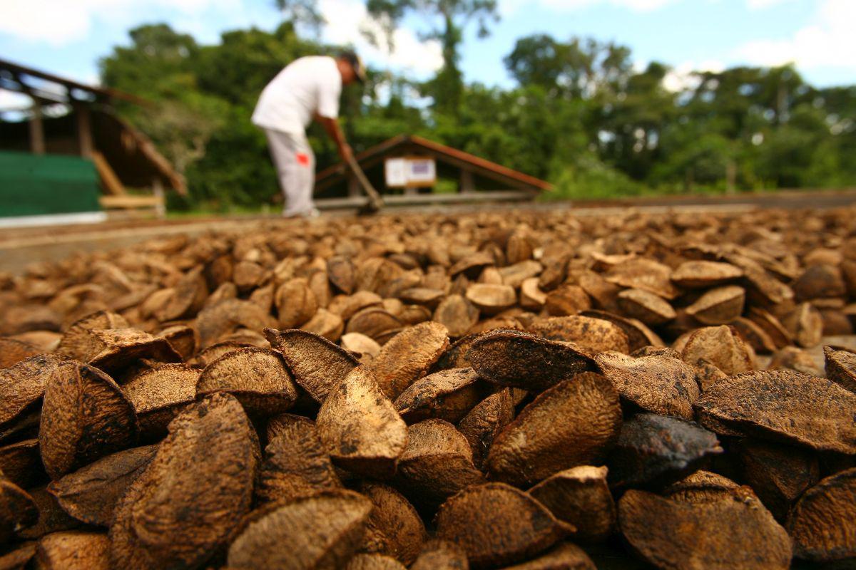 Productores de castaña de Madre de Dios. (Foto: USI)