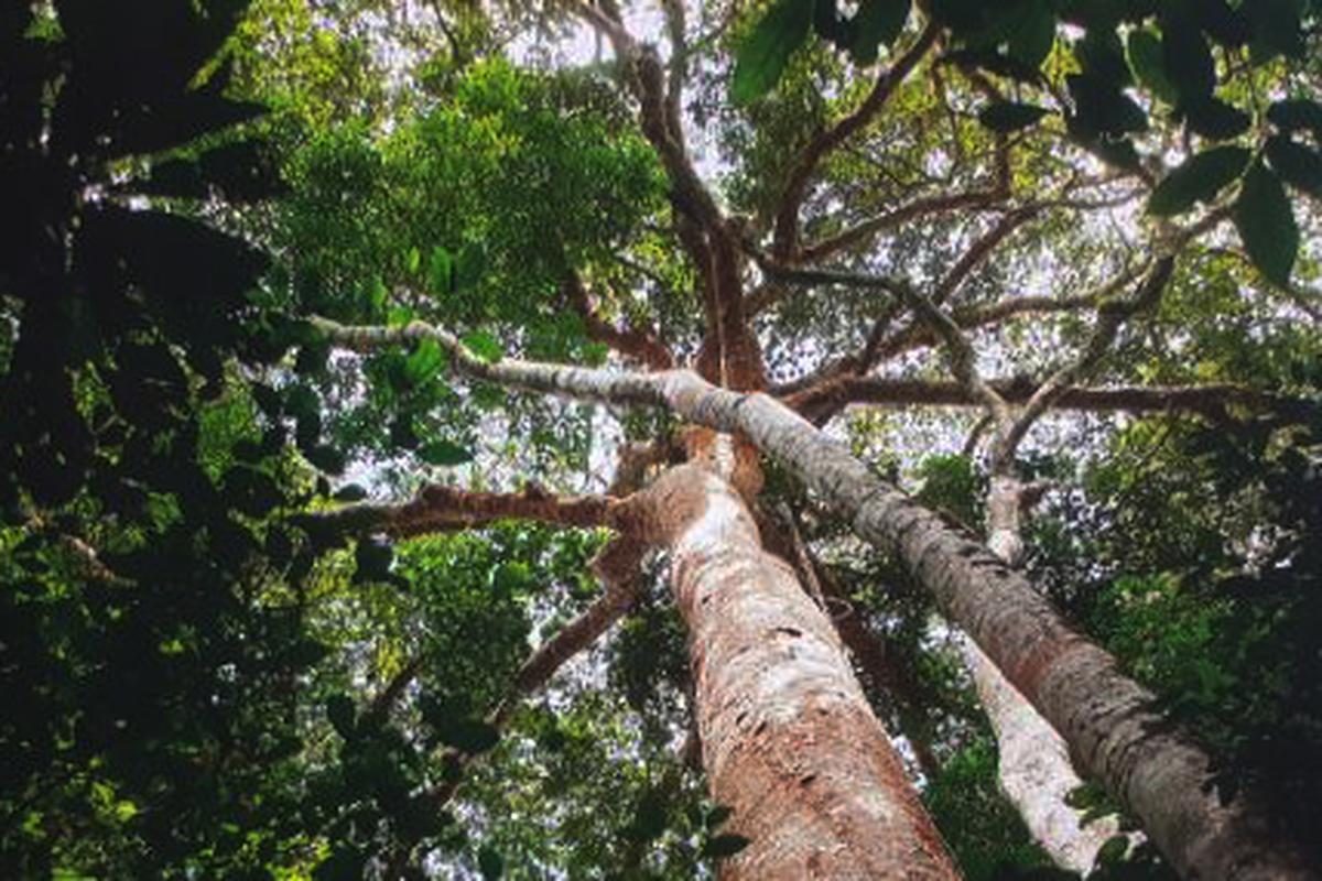Cuántas especies de árboles se encuentran en la selva peruana? | ECONOMIA |  GESTIÓN