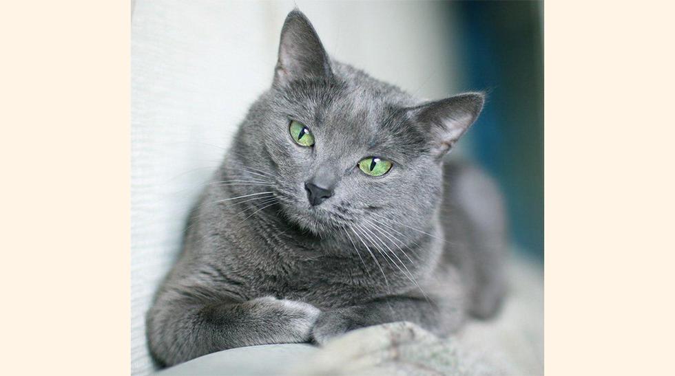 Azul Ruso. Es una de las razas de gato de pelo corto más populares. Afuera de Rusia esta raza se volvió reconocida en 1893. Se caracteriza por su pelaje gris con reflejos plateados y sus ojos verde esmeralda. Puedes conseguir este talismán ruso de US$ 400