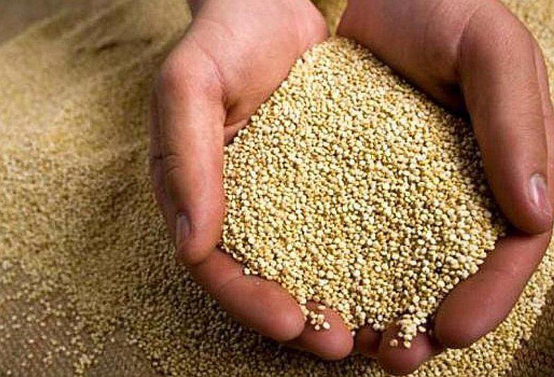 Perú en riesgo de ser desplazado por Bolivia como primer exportador de quinua por denominación de origen.