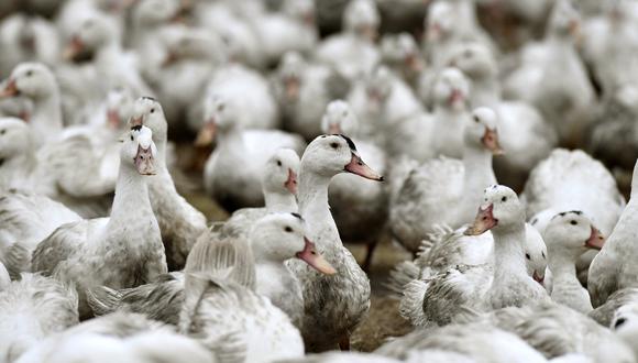 La gripe aviar causa preocupación en Europa  (Foto: AFP)