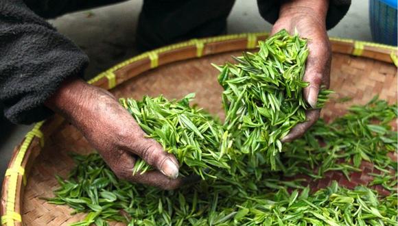 A diferencia del té negro, las hojas del té verde son recogidas frescas para darle inicio a su proceso de elaboración y poder consumirlo en infusión. (Foto: Pixabay)&nbsp;