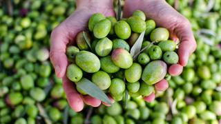 Santolivo Group diversificará su oferta de aceitunas y aceite de oliva