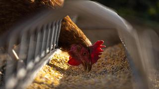 La domesticación del pollo fue mucho más reciente de lo que se creía