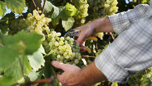 "Cada recolector utiliza las mismas tijeras de podar y el mismo balde durante toda la vendimia", continúa el viticultor Marc Augustin, que explota diez hectáreas en Avenay-Val-d'Or y Vertus. (Foto referencial: iStock)