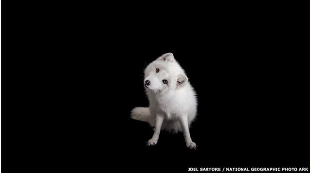 Una de cada seis especies del planeta enfrentan extinción si no se combate el cambio climático. Los zorros árticos es una de las poblaciones amenazadas. (Foto: bbc)