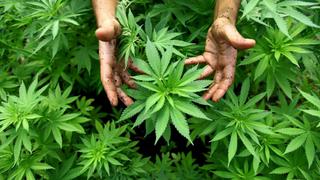 Cultivo de cannabis, el negocio que podría catapultar al agro en tres años