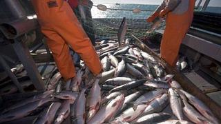 Importar jurel de Chile genera menores costos que pescar en litoral peruano