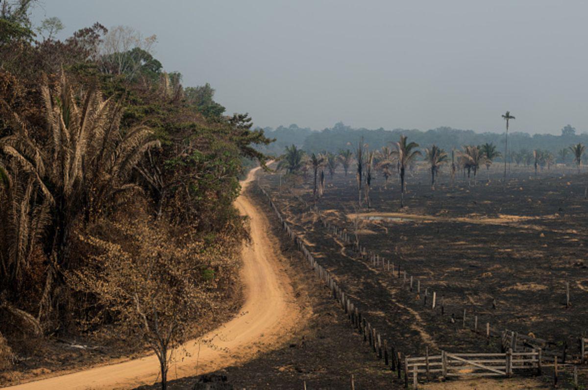 La política ambiental de Brasil es un bosque de reglas y líneas rojas.