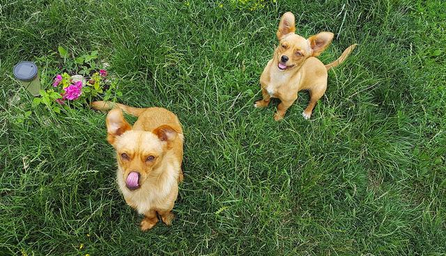 8. Fotografía profesional para mascotas

Todos tomamos fotografías de nuestras mascotas; sin embargo, no es lo mismo una selfie que una foto tomada durante una sesión más cuidada en un estudio o en exteriores. Si tienes habilidades de fotógrafo y eres pet lover esta idea es para ti. Crea un servicio profesional enfocado en las mascotas; haz tus sesiones en un estudio o en su ambiente cotidiano. Como valor agregado, ofrece el video detrás de cámaras, impresión en gran formato e incluye fotos con su dueño y en solitario. Ejemplo de éxito: Mascotastudio  (Foto: HostalDog)