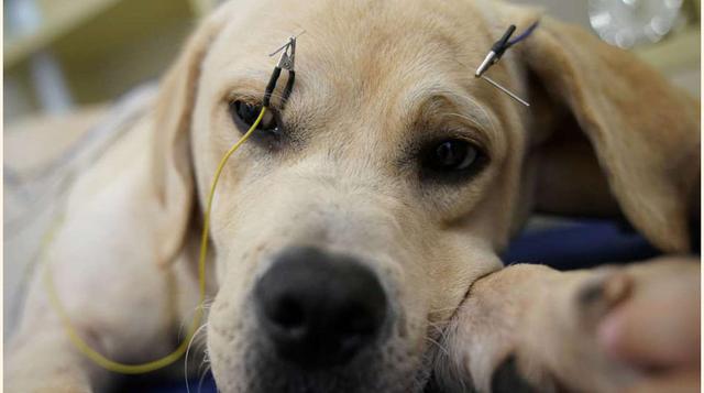 FOTO 1 | Un perro recibiendo tratamiento de acupuntura en el Centro TCM de Neurología y Acupunctura de Salud Animal, en Shangai.