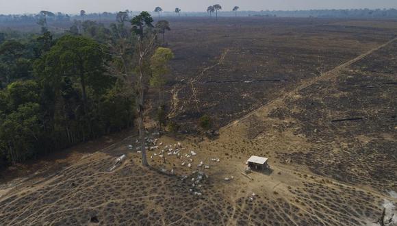 El área destruida en la primera mitad del 2022 es 80% más grande que en el mismo período del 2018, el año anterior a la toma de posesión de Bolsonaro, de acuerdo con un análisis del Instituto de Investigaciones Ambientales de la Amazonía (IPAM), una organización brasileña sin fines de lucro. (AP Foto/Andre Penner, archivo)