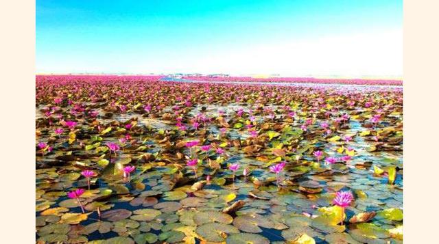Lago Nong Han, Tailandia. Uno de los fenómenos más extraños del planeta es esta superficie de 8 000 hectáreas que se cubre con millones de lotos rosados, conformando un paisaje surrealista. El lago se sitúa en el noroeste de Tailandia, al norte de la ciud