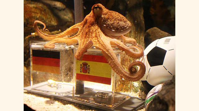 Predicción animal. Después del éxito del pulpo Paul para predecir los resultados de los partidos en el Mundial de Fútbol de Sudáfrica 2010, la consulta a los animales más variados se ha vuelto frecuente. (Foto: AFP)
