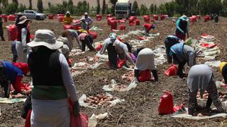 Riesgo en campaña agrícola que inicia en agosto por “quiebre” en el capital de trabajo