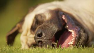 ¿Galletitas con cannabis para perros? Un nuevo gran negocio