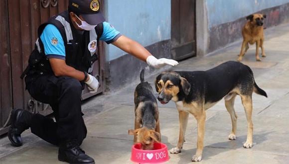 El pasado 30 de junio el pleno del Congreso aprobó la ley que establece la esterilización de perros y gatos como una política de salud pública. (Foto: Municipalidad de Magdalena)