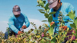 Beta prueba nuevas variedades de arándanos y uvas en Ica