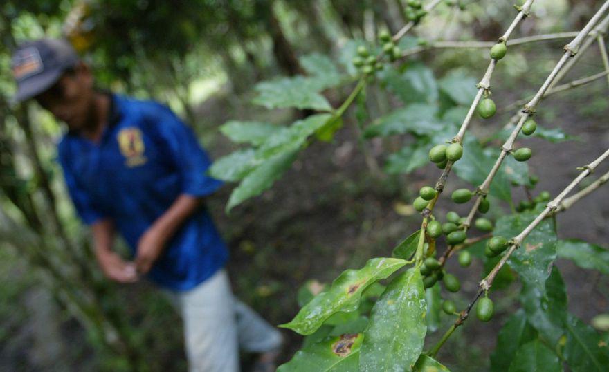 Dos cooperativas cafetaleras peruanas vienen realizando actividades solidarias en la región amazónica de San Martín. (Foto referencial)