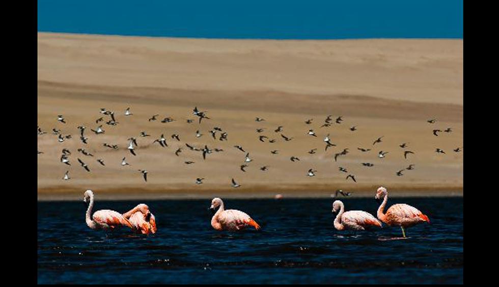 Global Big Day Conoce A Las 10 Aves Emblemáticas Del Perú Tendencias GestiÓn