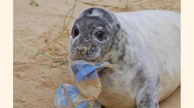 Las focas son juguetonas y curiosas, y se las puede ver jugando a menudo con fragmentos de restos de plástico, que pueden dejar atrapados sus cuellos y membranas. En la década de los 70, los científicos del Laboratorio Nacional de Mamíferos Marinos conclu