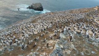 Regresan dos especies de aves a Islas Guaneras del Perú, ¿cuáles serán?