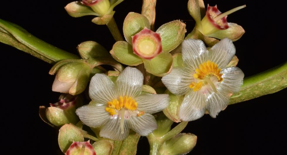 resonant |  Discovery of new species of plants for scientific purposes in the protected natural areas of Cajamarca, San Martín and Amazonas: photos |  Peru