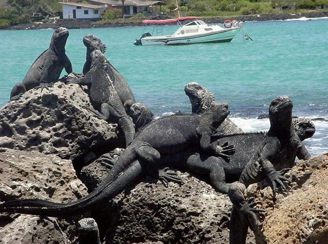FOTO 11 | ISLAS GALÁPAGOS (ECUADOR). Es una de las zonas del mundo con el ecosistema más frágil. Las islas están en peligro por el turismo, por lo que se han establecido normas que aún no están vigentes: tener billete de vuelta, una reserva de hotel o una invitacion de un residente.