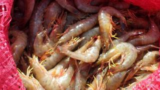 Produce: Inspectores incautaron más de una tonelada de langostino silvestre