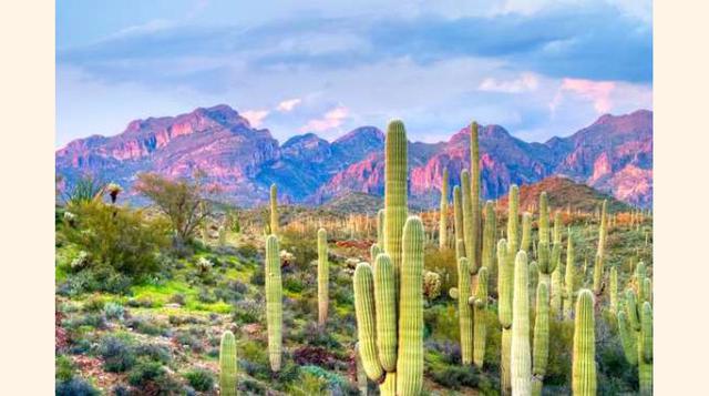 Parque Nacional Saguaro, EE.UU. Este tipo de cactus llamados Carnegiea solo se pueden encontrar en EEUU y México. En este parque nacional puedes encontrar los cactus más grandes del mundo, que llegan hasta 13,8m de altura, lo que les ha convertido en el s