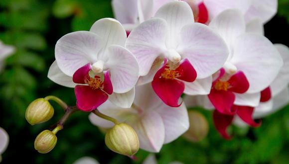 La orquídea, otrora inaccesible, hoy al alcance de todos | TENDENCIAS |  GESTIÓN