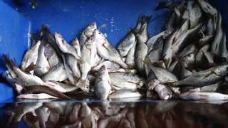 Crisis climática aumenta un tipo de mercurio dañino en los pescados