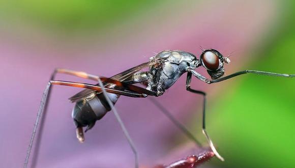 Las hormigas juegan un papel importante dispersando semillas, alojando organismos y sirviendo como depredadores o presas. (Imagen: Pixabay)