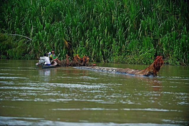 FOTO 5 | Cerca de 3 millones de soles se benefician cada año las poblaciones ubicadas en la zona de amortiguamiento del Parque Nacional del Manu mediante el aprovechamiento de uno de los servicios ecosistémicos: el arrastre de gigantes árboles en el río Manu. Esta actividad contribuyó a que más de 40 familias de las comunidades nativas de Isla de los Valles y Bocamanu tengan una oportunidad alternativa de desarrollo económico y social que les permite mejorar su calidad de vida.