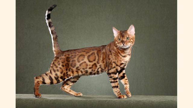 Gato de Bengala. Esta raza fue creada como resultado del cruce de un gato casero con un gato leopardo asiático. Estos gatos adoran bañarse y también, a pesar de su tamaño impresionante (pesan de 4 a 8 kg), a menudo se suben a los hombros de su dueño. Pued