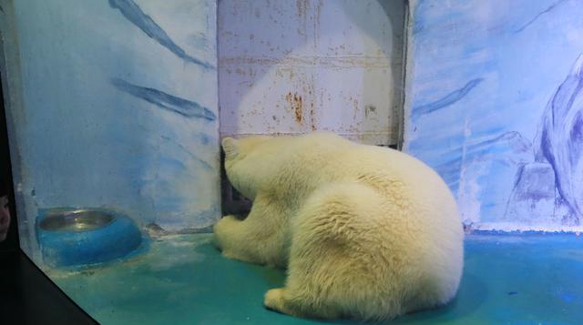 En el recinto también viven un zorro polar, un lobo y una morsa, todos ellos "en habitaciones pequeñas sin ventanas y sin entorno ecológico", dice la carta enviada al gobernado Zhu Xiaodan. El responsable del zoo del centro comercial, llamado Fa