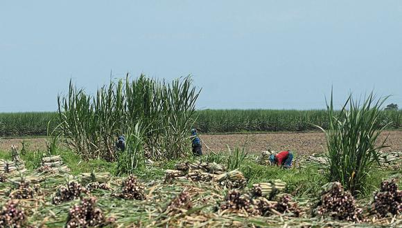 Ley que busca regular la quema en pie de cultivos de caña de azúcar se aprobó con 104 votos a favor y dos abstenciones. (Foto: GEC)